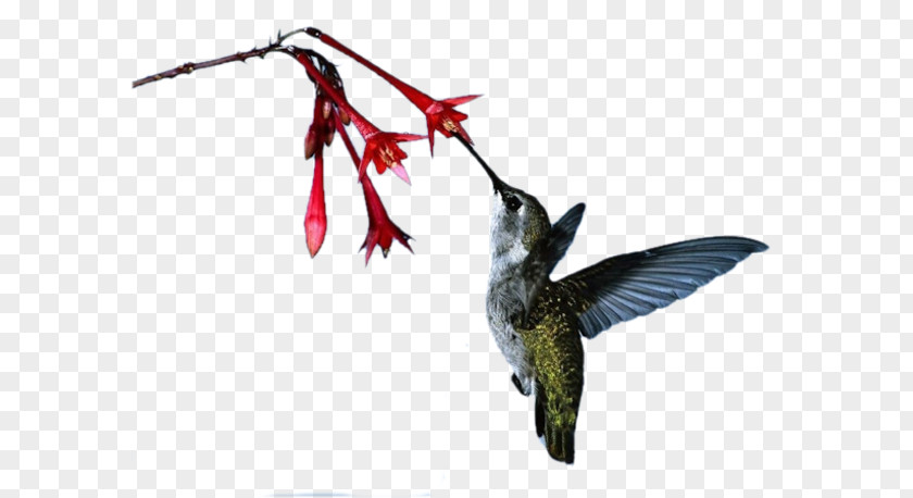 Humingbird Ruby-throated Hummingbird M Beak PNG