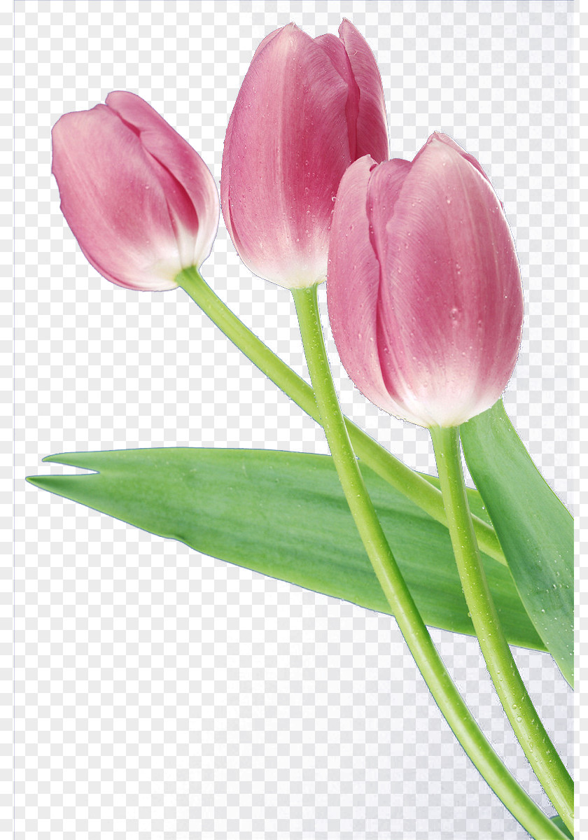 Men's,Women,Flowers,Flowers Flower Tulip Download PNG