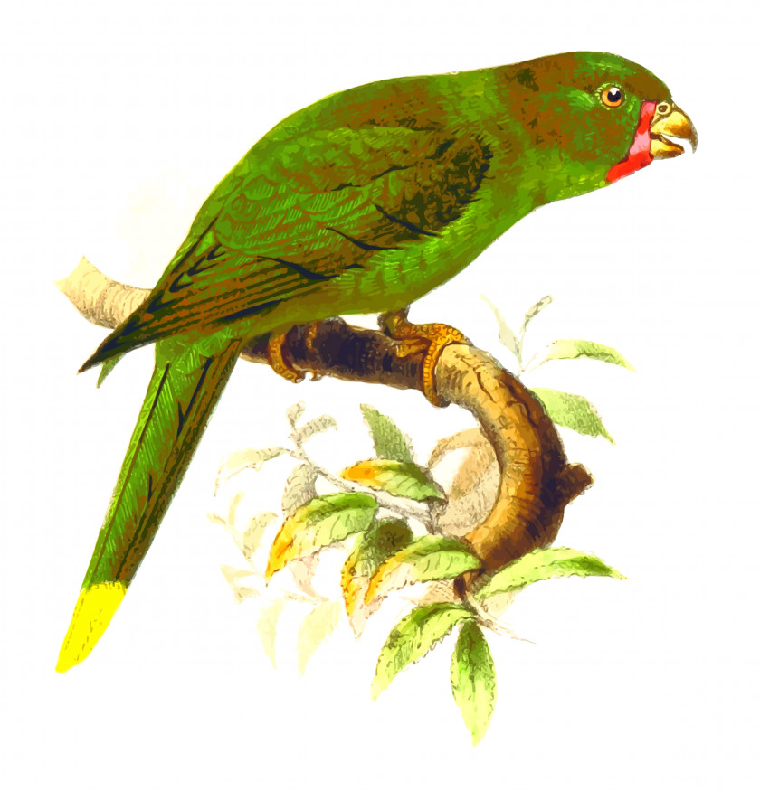 Parrot Bird Lories And Lorikeets Clip Art PNG