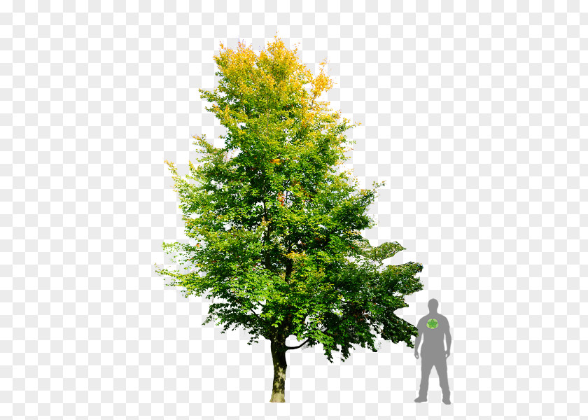 Tree Fir European Beech English Oak Branch PNG