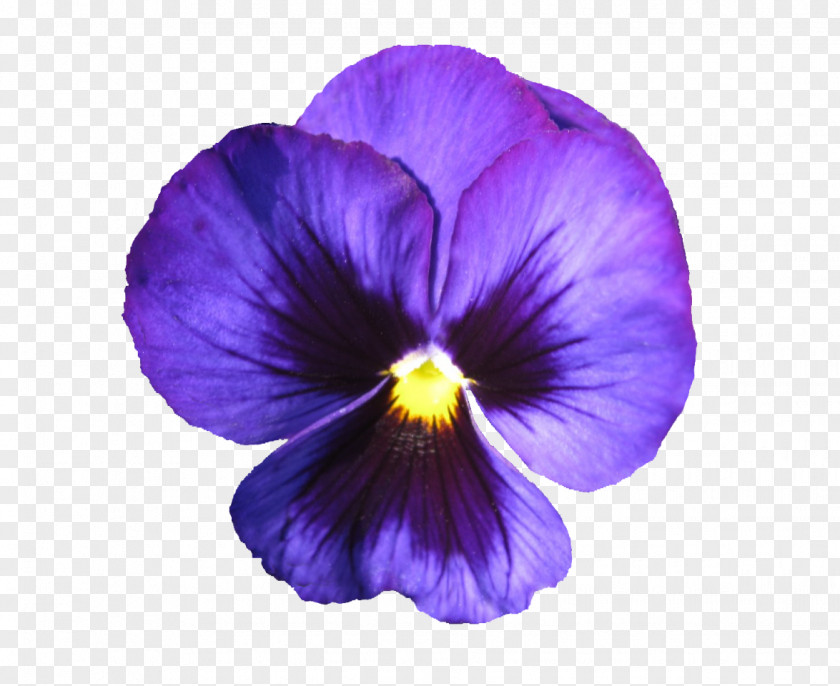 Violet Family Viola Flowering Plant Flower Petal Purple PNG