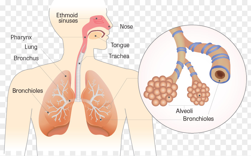 Anatomie Und Physiologie Respiratory System Human Anatomy Physiology PNG