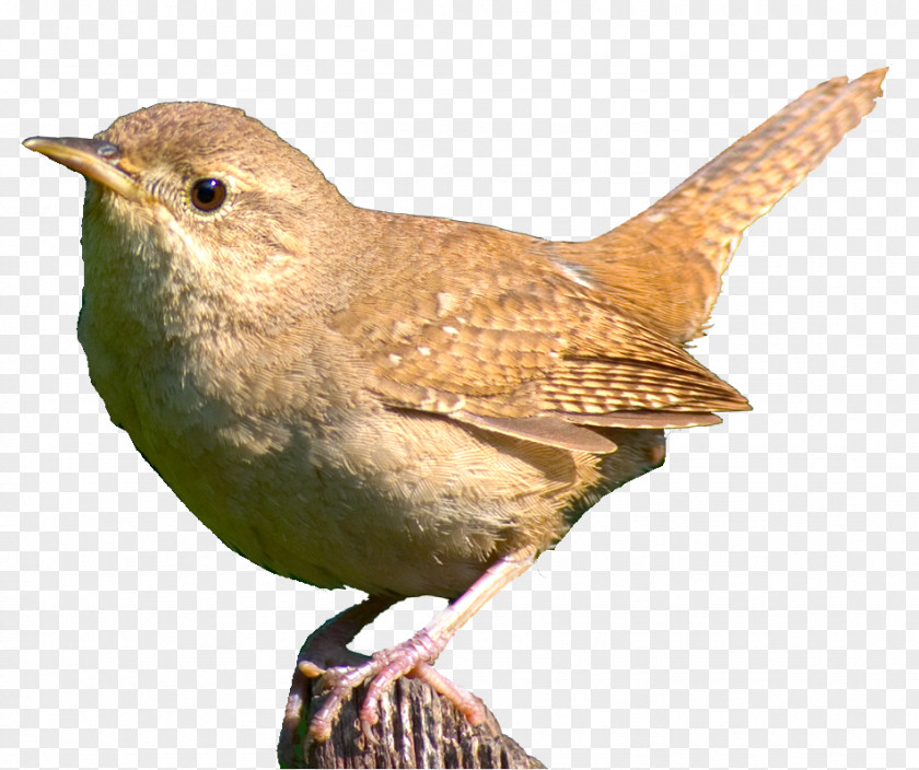 Bird Food Aviary Beak Feather PNG
