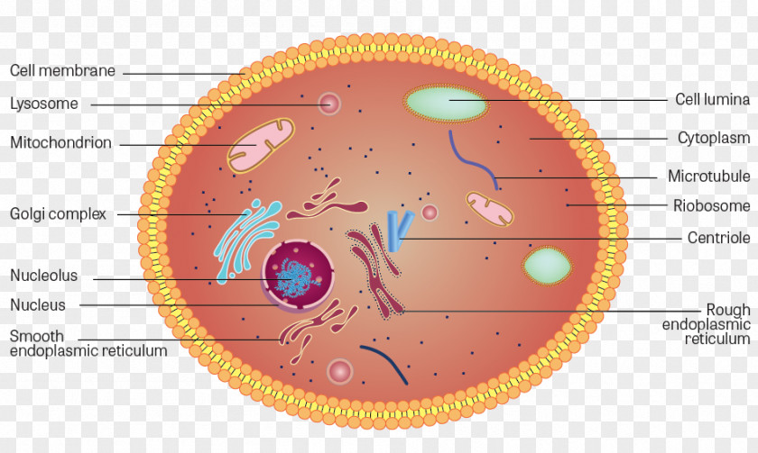 Plant Cell Cytoplasm Anatomy Structure PNG