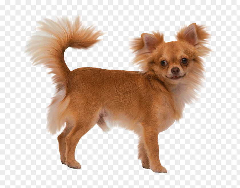 Puppy Long-haired Chihuahua Yorkshire Terrier Toy Fox PNG