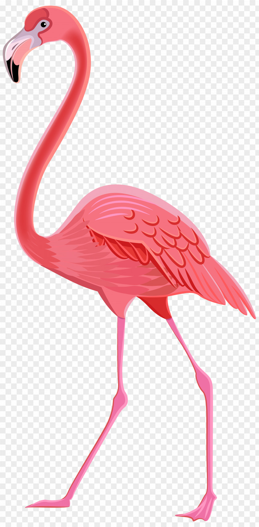 Flamingo Drawing Clip Art PNG
