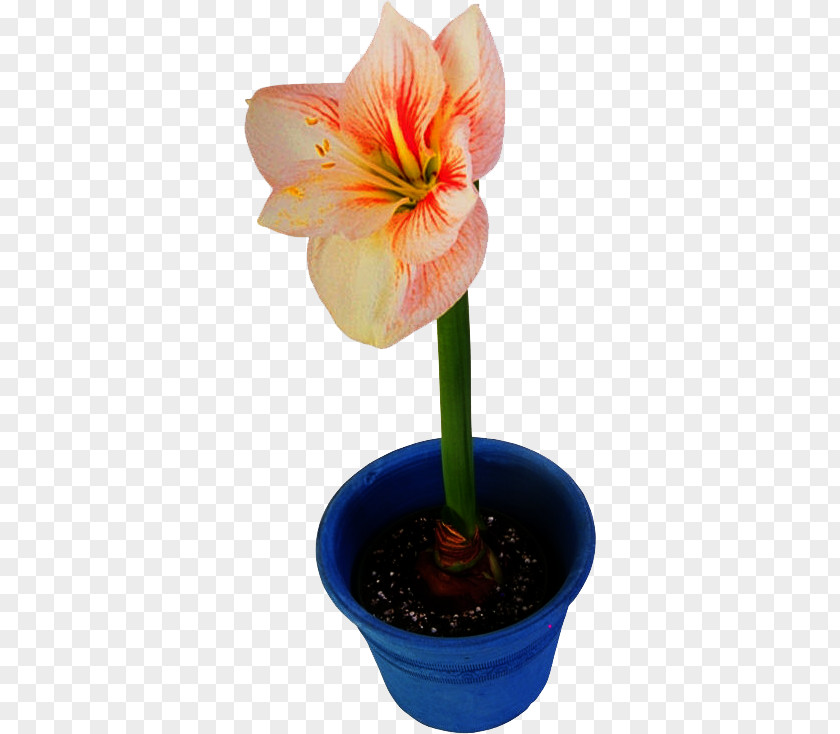 Flowerpot Amaryllis Jersey Lily Houseplant PNG