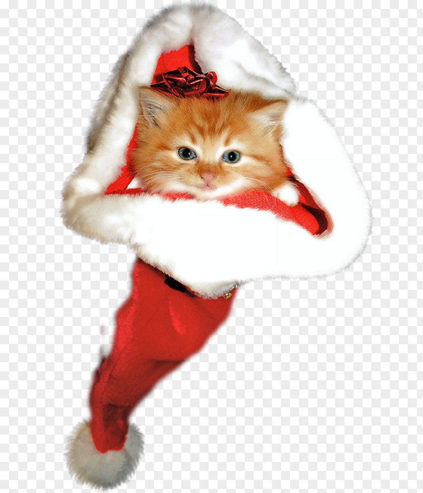 Kitten Whiskers Christmas Ornament Paw PNG