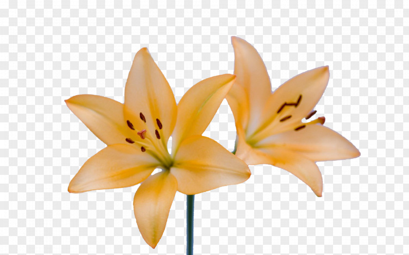 Opened On A Yellow Lily Sisters Lilium Flower Plant PNG
