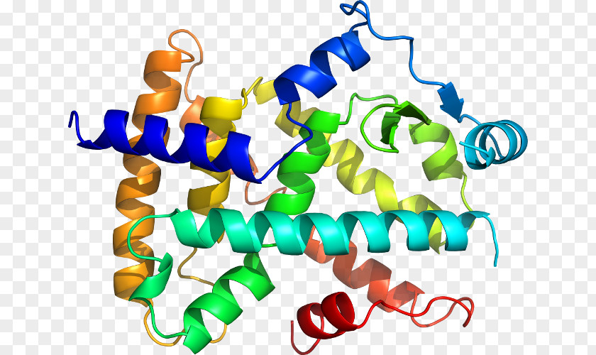 Peroxisome Proliferatoractivated Receptor Delta Clip Art Line Product Point Organism PNG