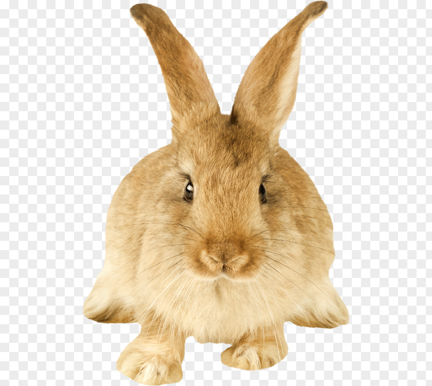 Rabbit Domestic Hare Dutch Rodent PNG