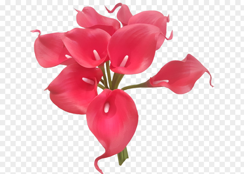 Callalily Arum-lily Cut Flowers Plant Tiger Lily PNG