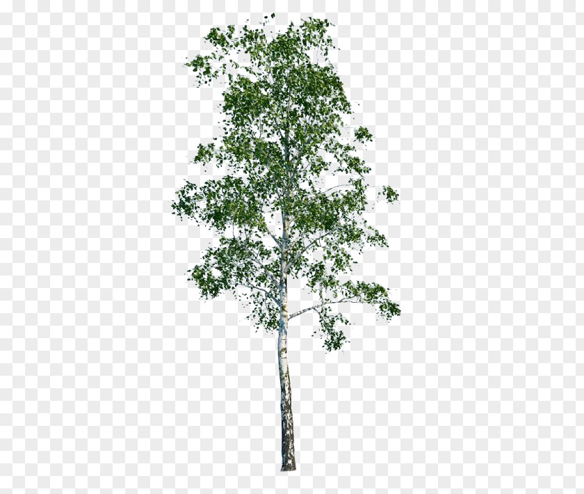 Silver Birch Tree Populus Nigra Architecture PNG