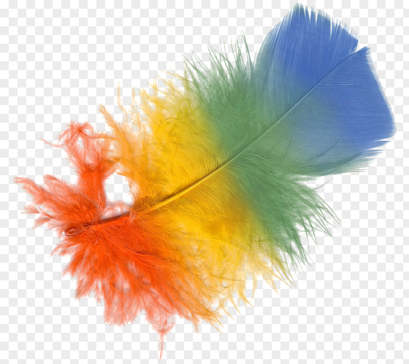 Feather Color PNG