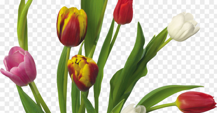 Flower Indira Gandhi Memorial Tulip Garden Clip Art PNG