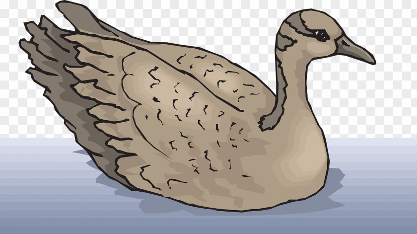 Lake Swimming Ducks Goose Cygnini Bird Clip Art PNG