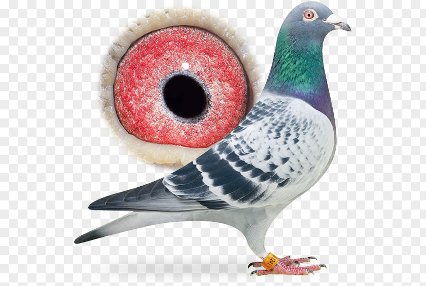 Pigeon Dangling Ring Columbidae Racing Maita Station Bird Sangers Pigeons BV PNG