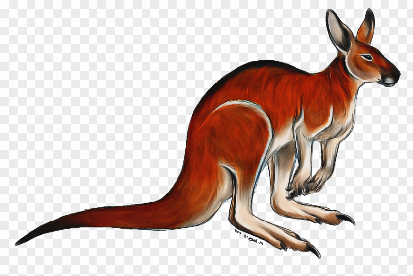 Animal Figure Fox Red Kangaroo Macropods Dog Tail PNG