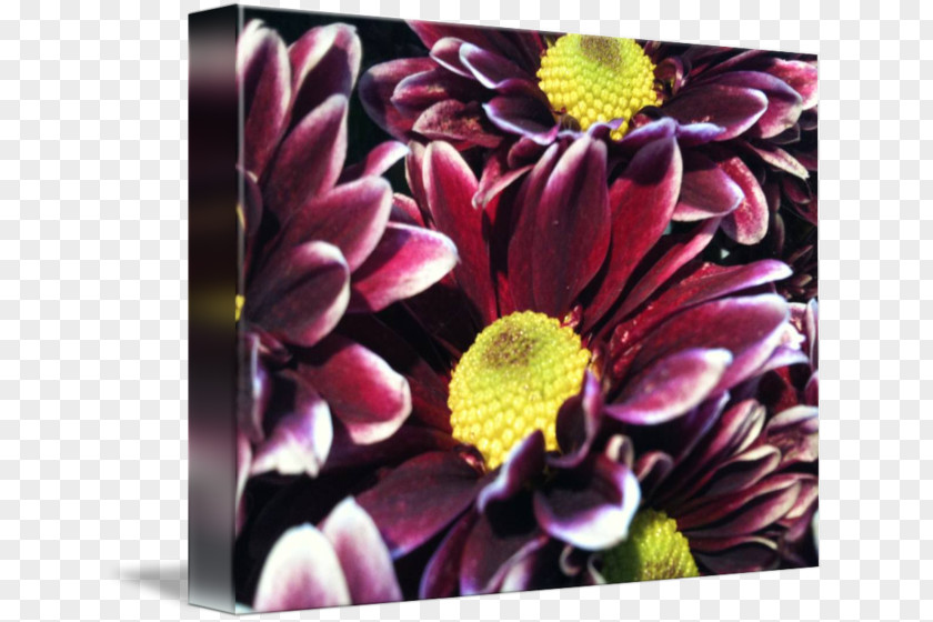 Anne Amie Vineyards Chrysanthemum Floral Design Dahlia Cut Flowers PNG