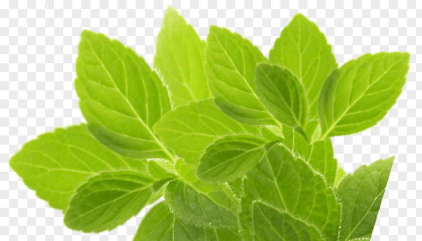 Chicory Peppermint Herbs For Hepatitis C And The Liver Herbal Tea PNG
