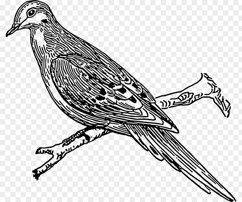 Dove Images Pictures Columbidae Die Txfcmmler- Und Purzlertauben: Ein Beitrag Zum Mustertauben-Buch Domestic Pigeon Illustration PNG