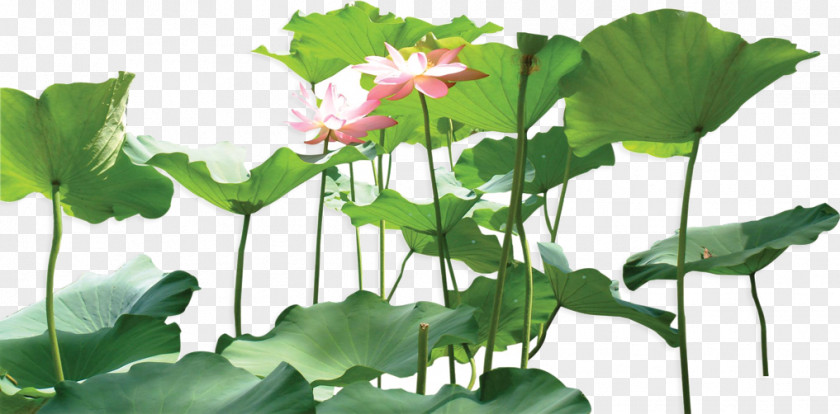 Green Lotus Nelumbo Nucifera Leaf Plant PNG