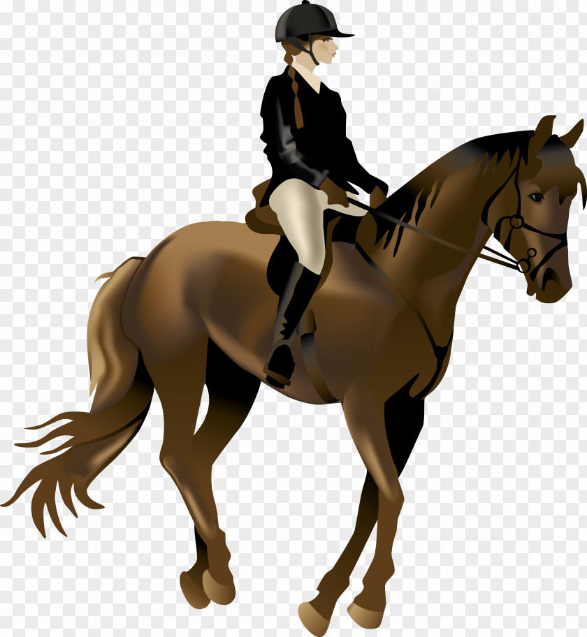 Horse Riding Equestrianism Illustration PNG