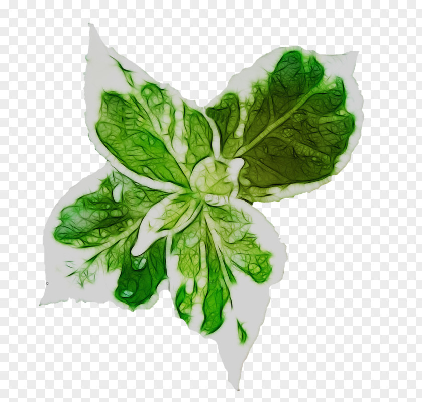 Leaf Vegetable Herb PNG