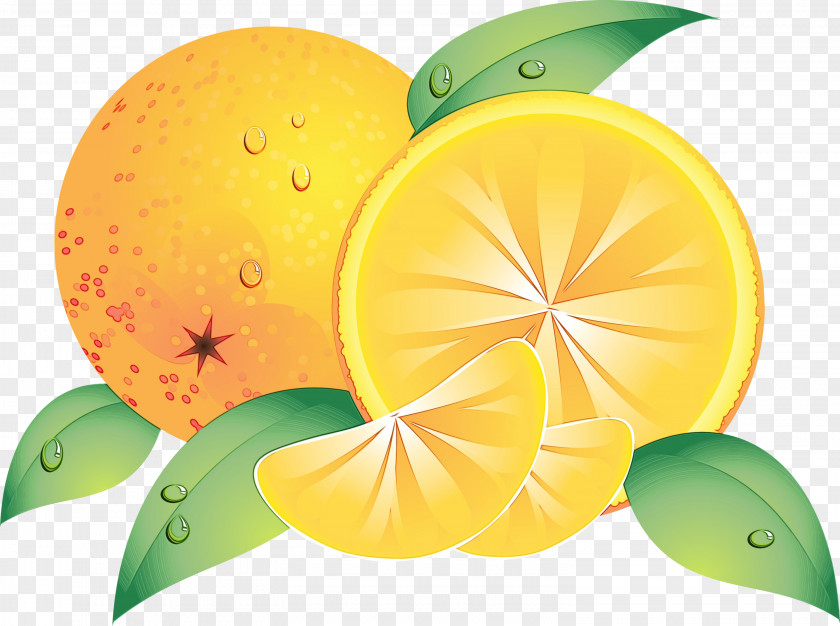 Lime Grapefruit Lemon Drawing PNG
