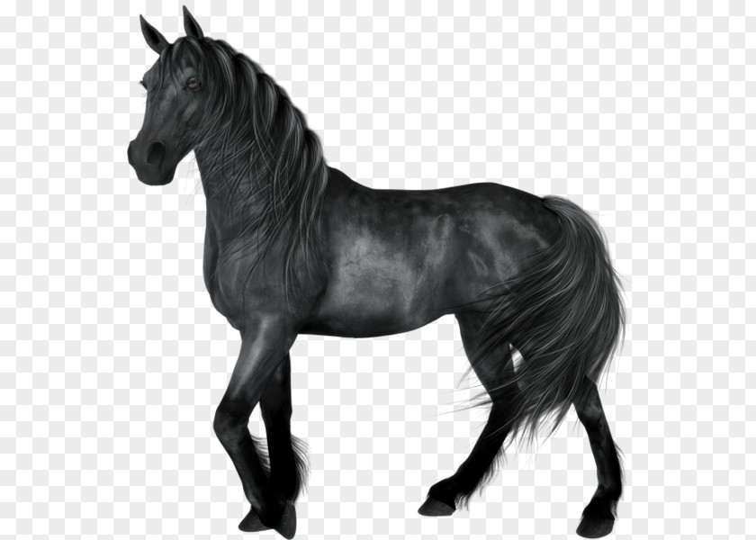 Painted Black Horse PNG black horse clipart PNG