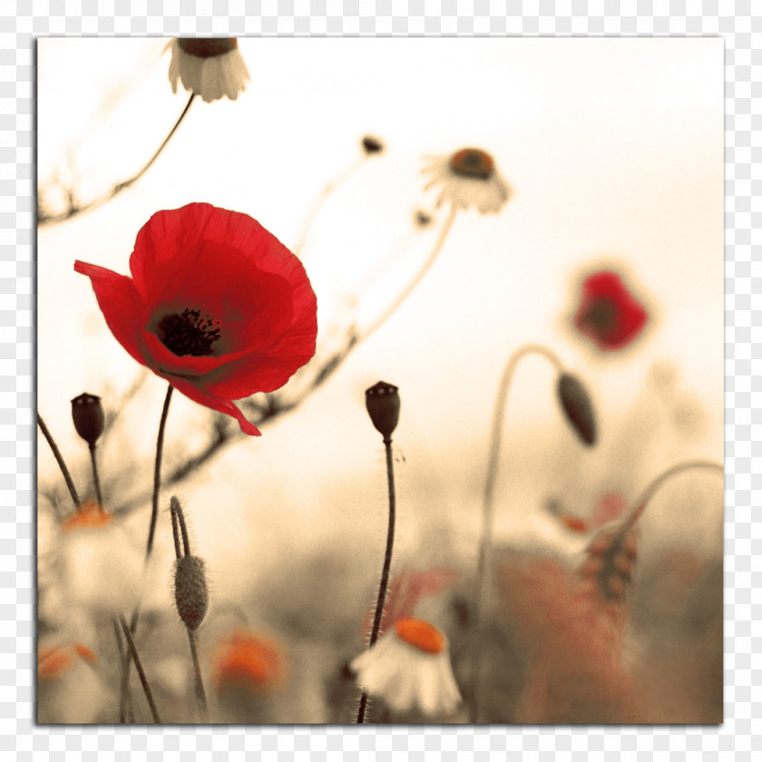 Poppy Armistice Day Studio Fitness: Victoria November 11 First World War Public Holiday PNG