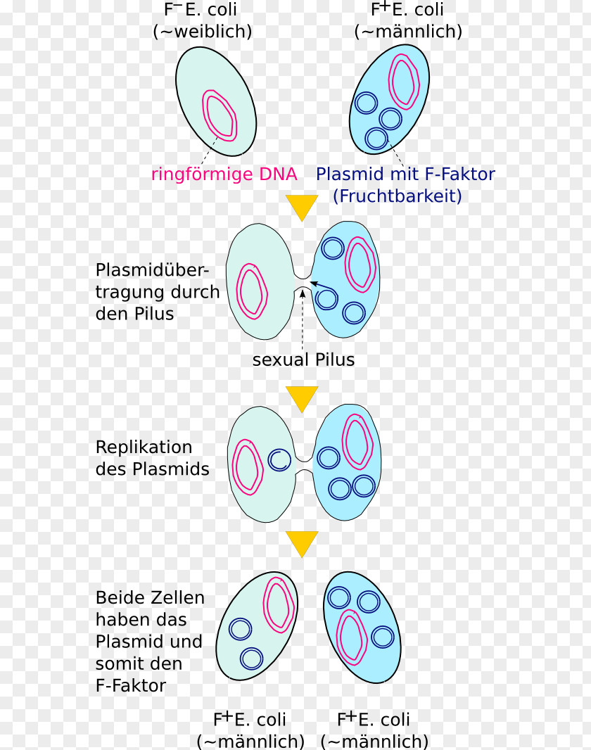 E. Coli Bacterial Conjugation Plasmid Transformation Genetics PNG