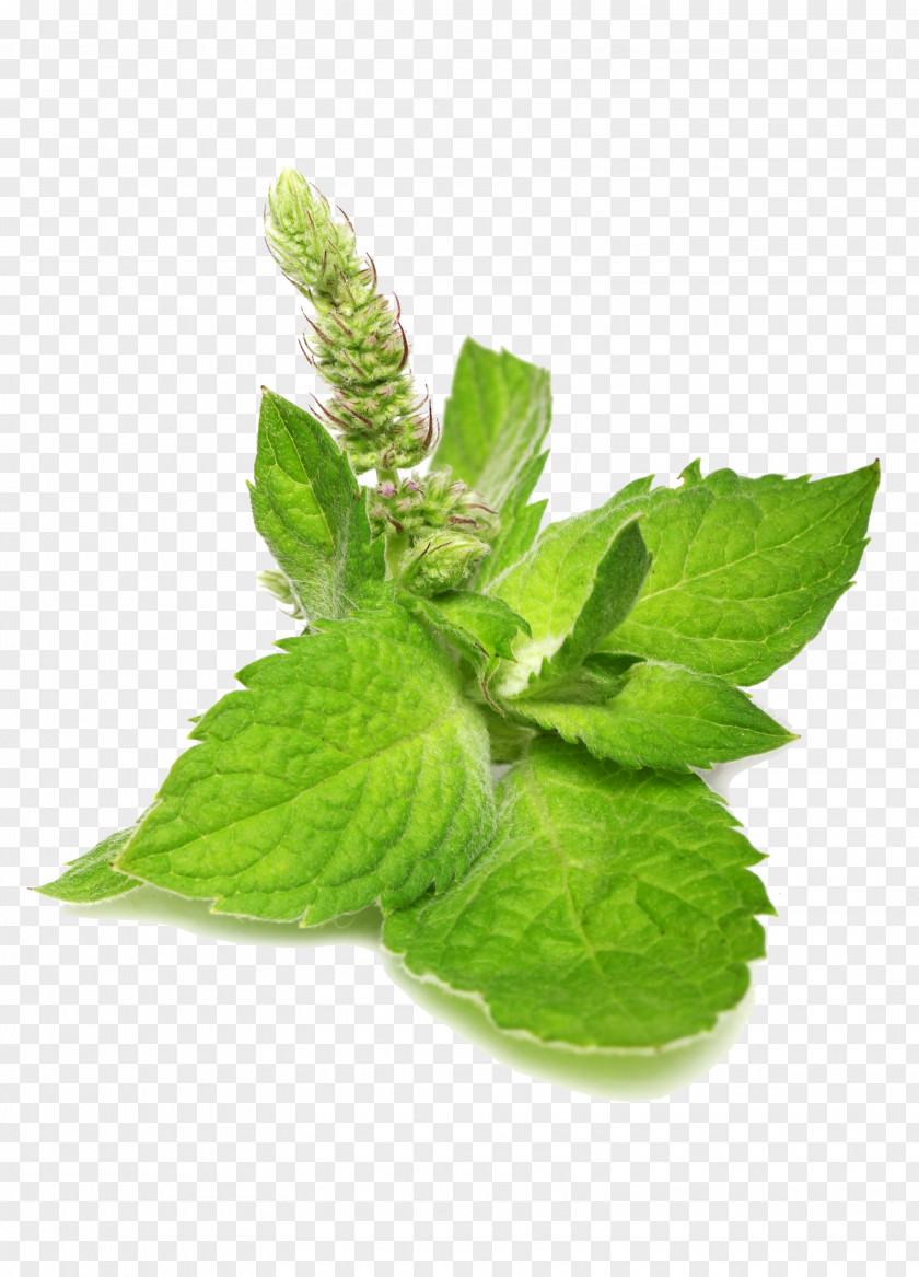 Mint Leaf Catnip Mentha Spicata Food PNG