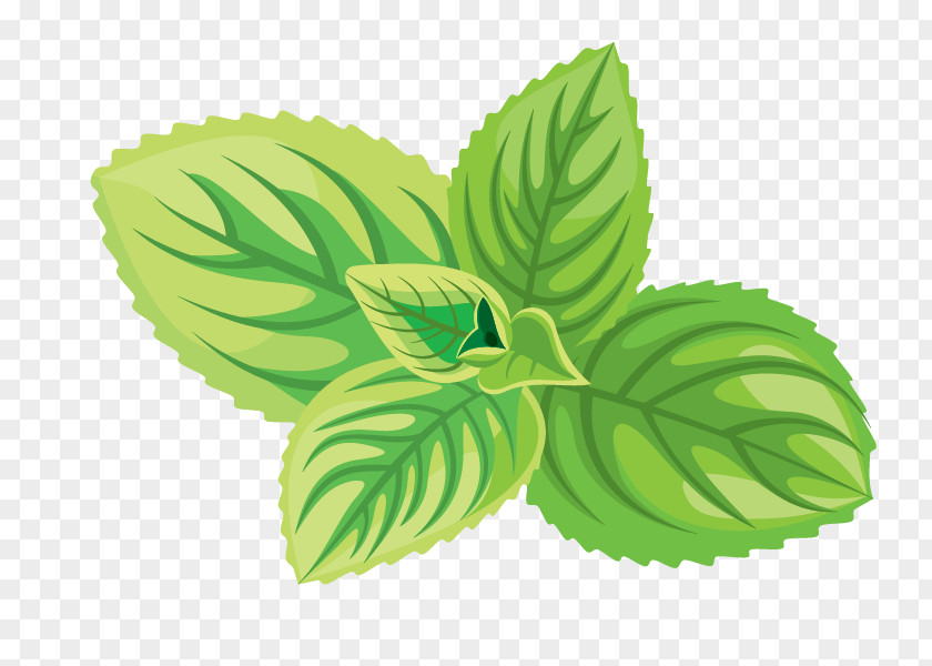 Natural Herbs Green Tea Cosmetics Herb Icon PNG