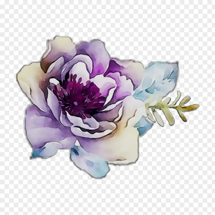 Peony Cut Flowers Rose Family PNG