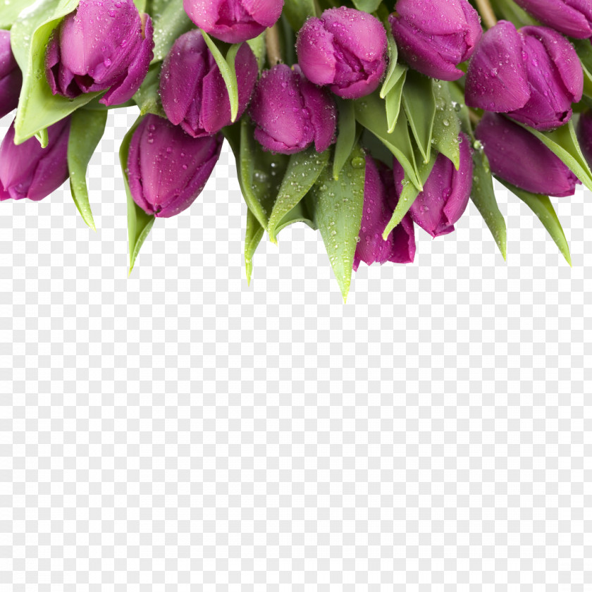 Tulip Desktop Wallpaper Flower Purple Innovation 1080p PNG