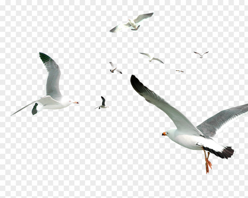 White Simple Birds Flying Material PNG