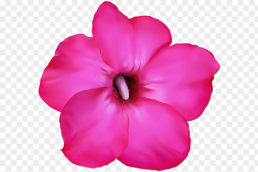 Annual Plant Herbaceous Petal Pink Flower Flowering PNG