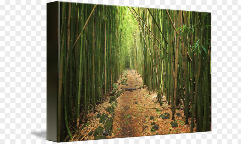 Bamboo Forest Temperate Broadleaf And Mixed Biome Tree PNG