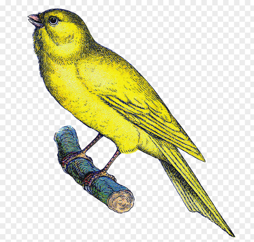 Bird Atlantic Canary Beak Yellow Songbird PNG