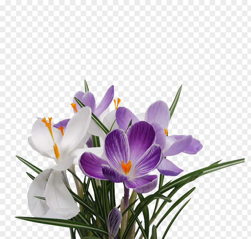 Bouquet Flower Snowdrop Raster Graphics PNG