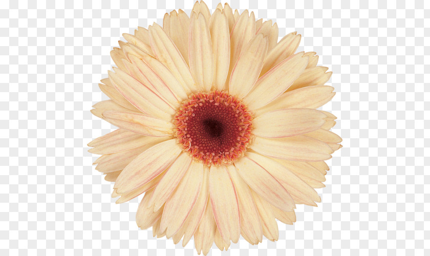 Chrysanthemum Transvaal Daisy Family Cut Flowers PNG