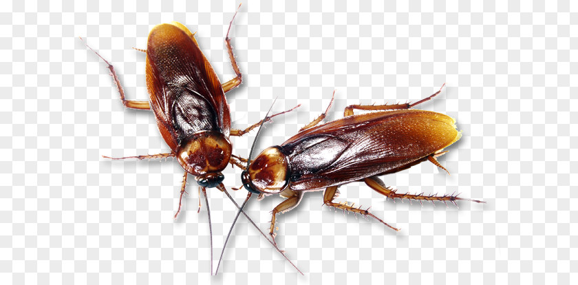 Cocroach German Cockroach Insecticide Pest Control PNG