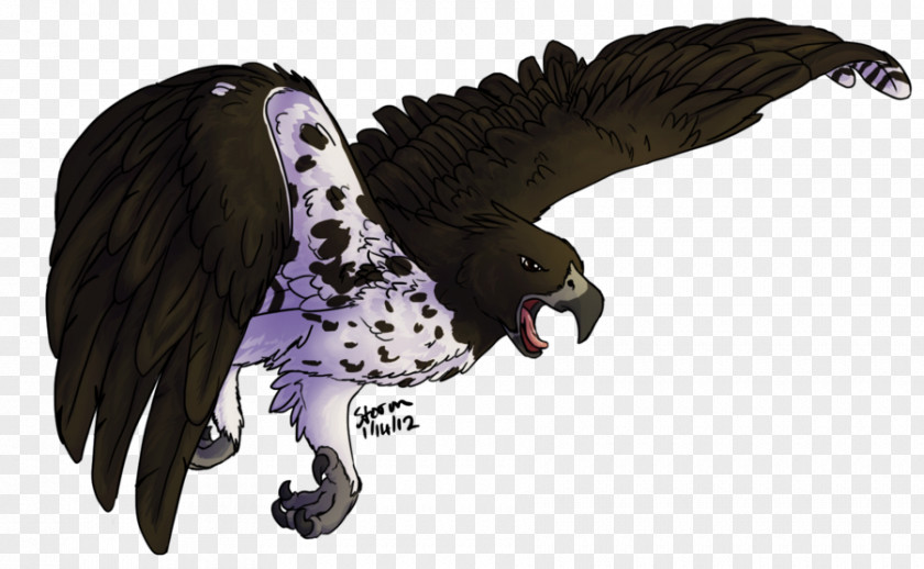 Eagle Owl Hawk Wildlife Beak PNG