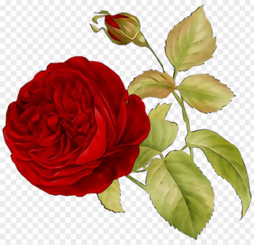 Garden Roses Red Cabbage Rose Sticker Floristry PNG