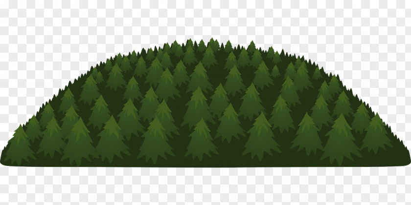 Pine Leaves Tree Forest Evergreen Conifers PNG