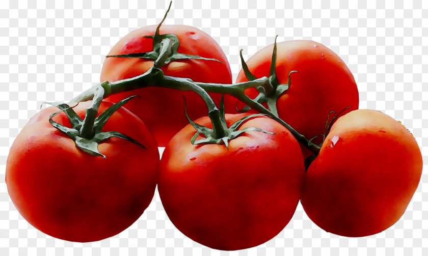 Plum Tomato Bush Superfood PNG