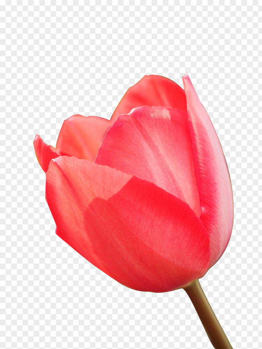 Tulip Garden Roses Petal Flower Download PNG