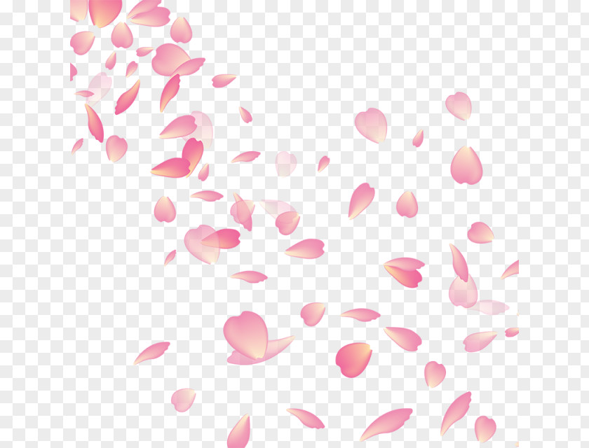 Cherry Blossoms Blossom My Flower PNG