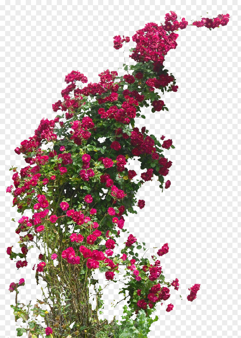 Climbing Damask Rose Field Flower Hybrid Tea Rambler-Rose PNG